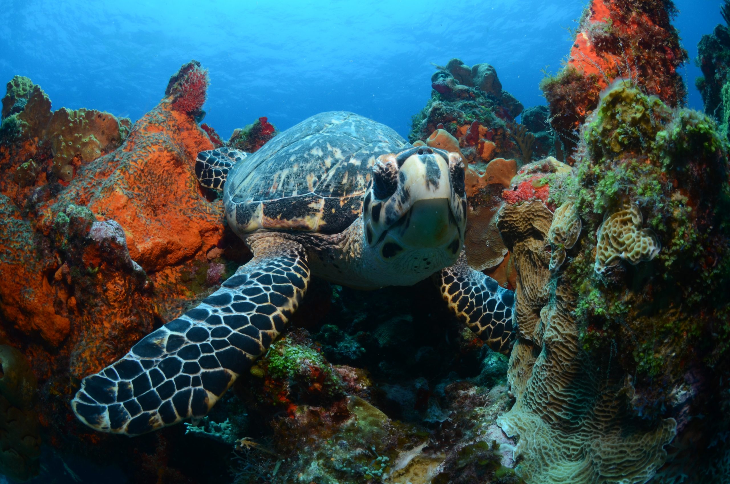 sea-turtle8