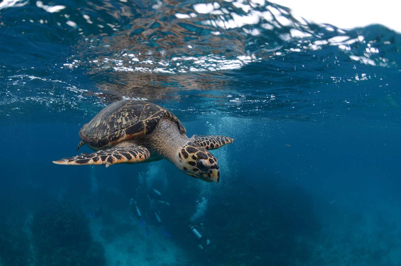 Sea-turtle-2-scaled Sea-turtle-2-scaled