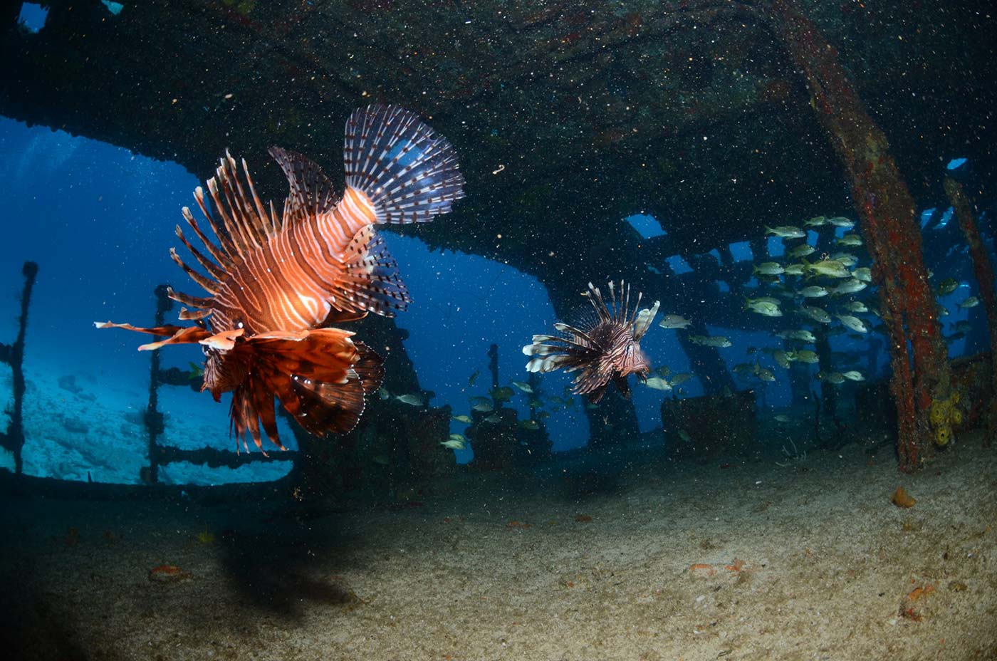 lion-fish-scaled lion-fish-scaled
