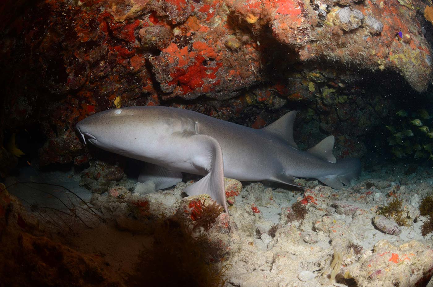 nurse-shark-2-scaled nurse-shark-2-scaled